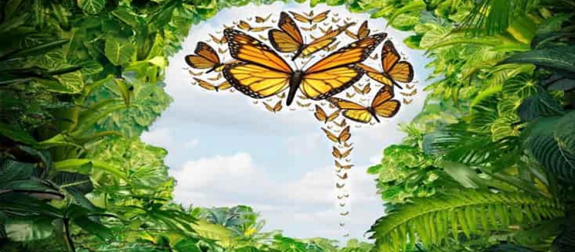 Conexao com natureza